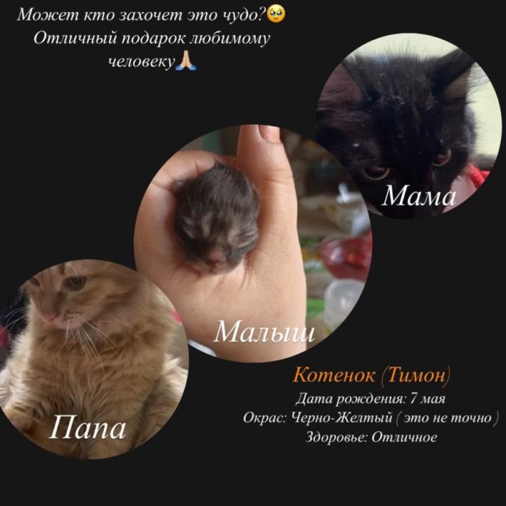 Котенок мальчик