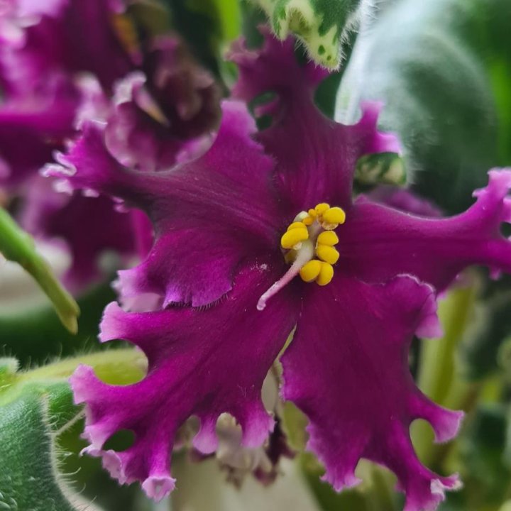 Фиалки разные