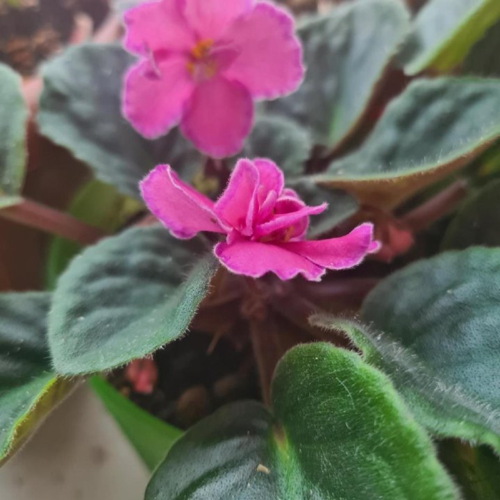 Фиалки разные