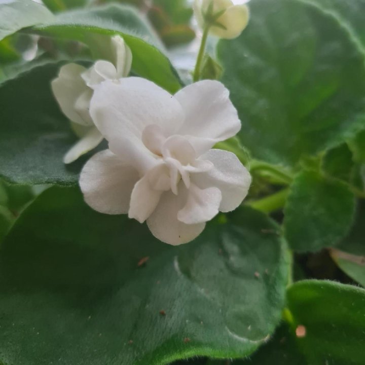 Фиалки разные