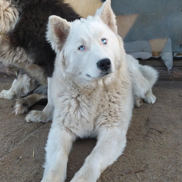 Щенок Якутской лайки