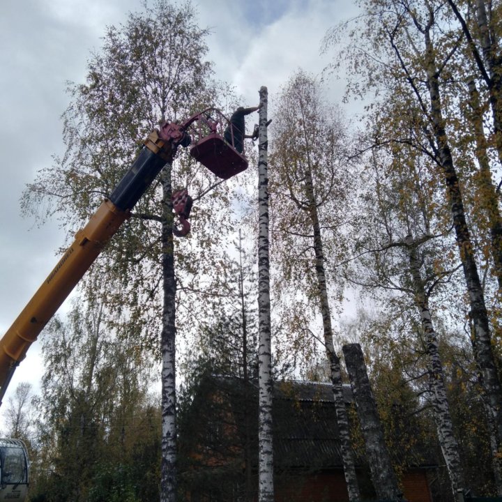 Спил деревьев