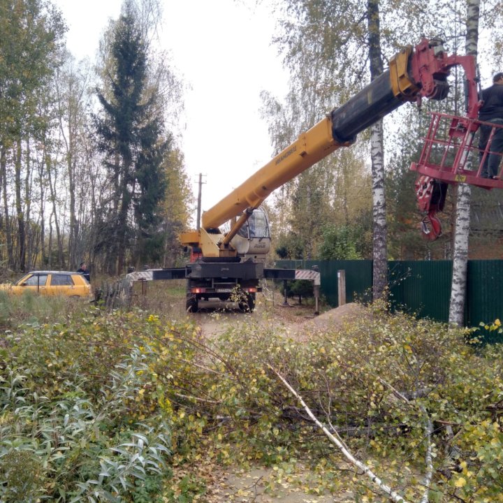 Спил деревьев