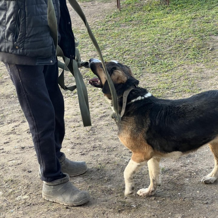 Собака в добрые руки