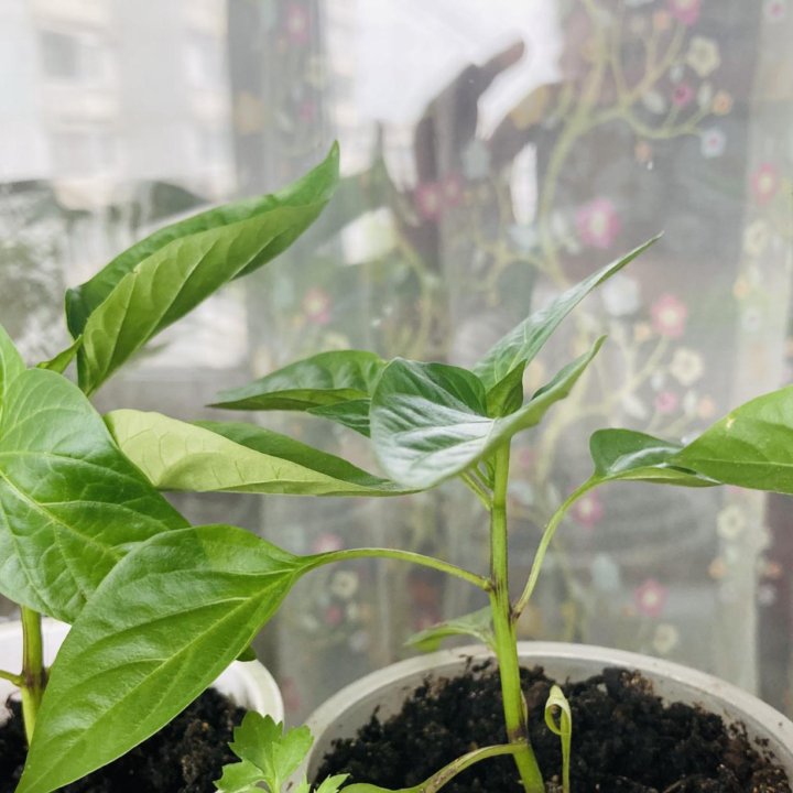 Рассада перца