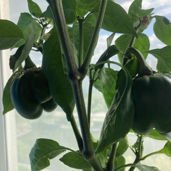 Рассада перца