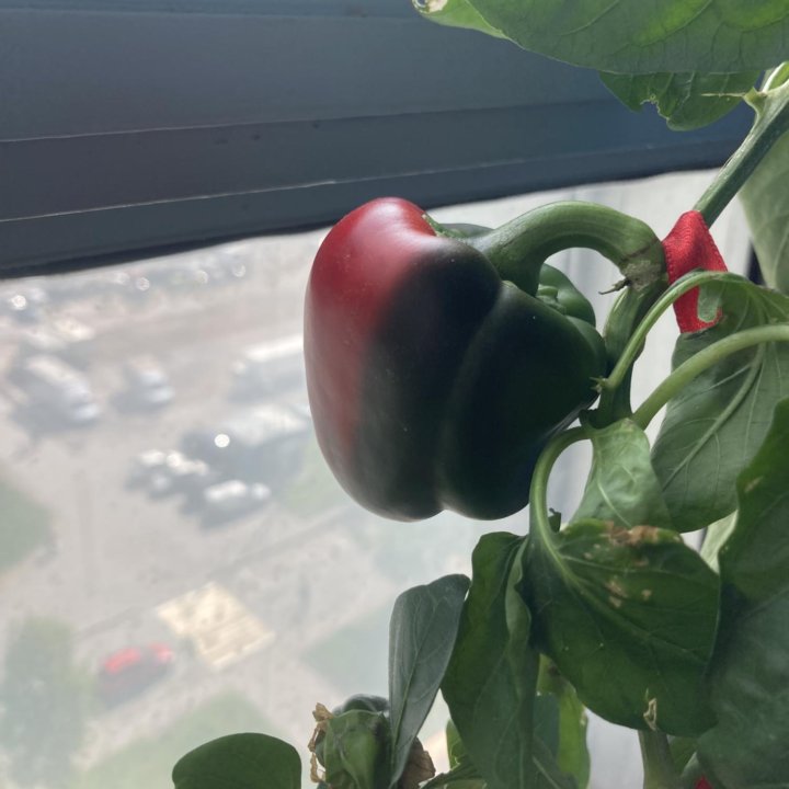 Рассада перца