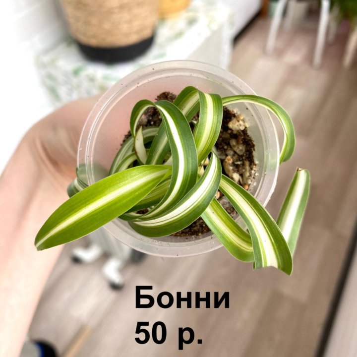 Комнатные растения сортовые