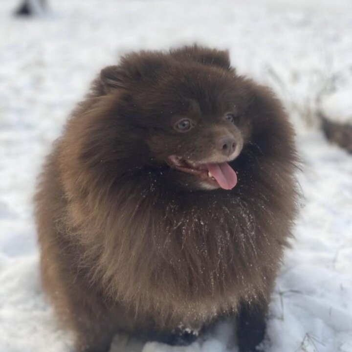 Вязка Немецкий шпиц