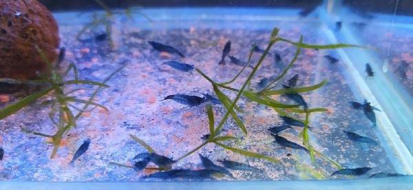 Креветки Neocaridina( Blue Dream).