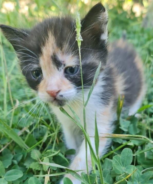 Котята в добрые руки бесплатно