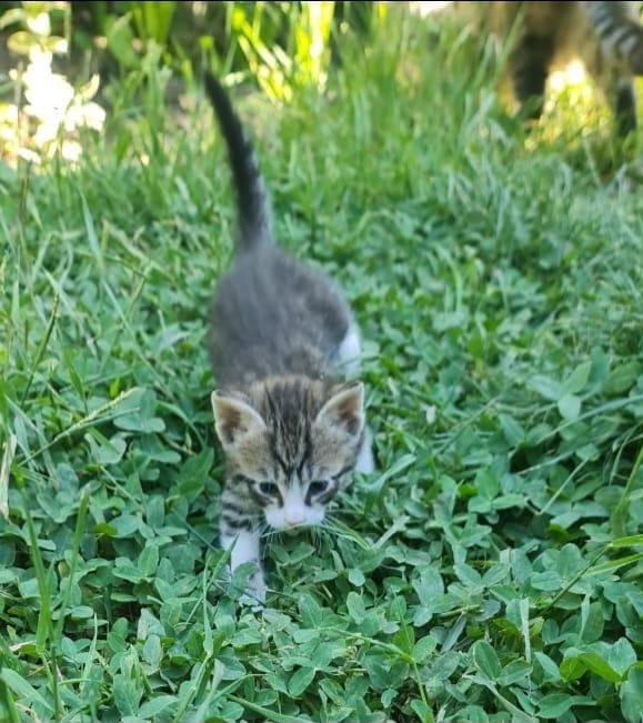 Котята в добрые руки бесплатно