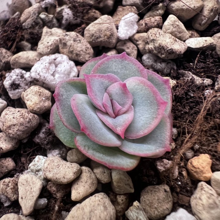 Echeveria 'mystery' детки