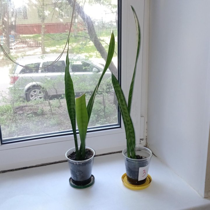 Щучий хвост