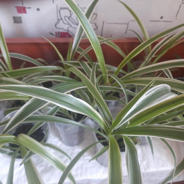 Хлорофитум