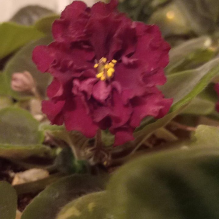 Фиалка сортовая