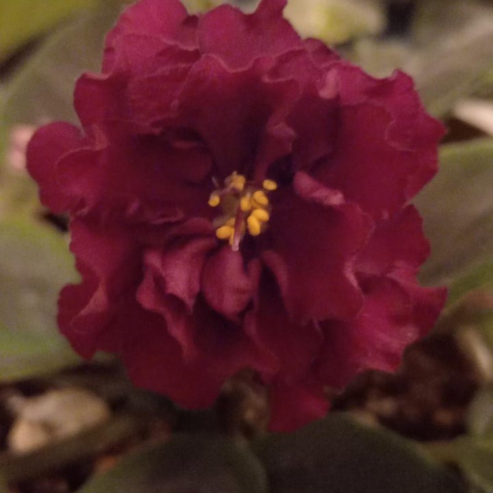 Фиалка сортовая