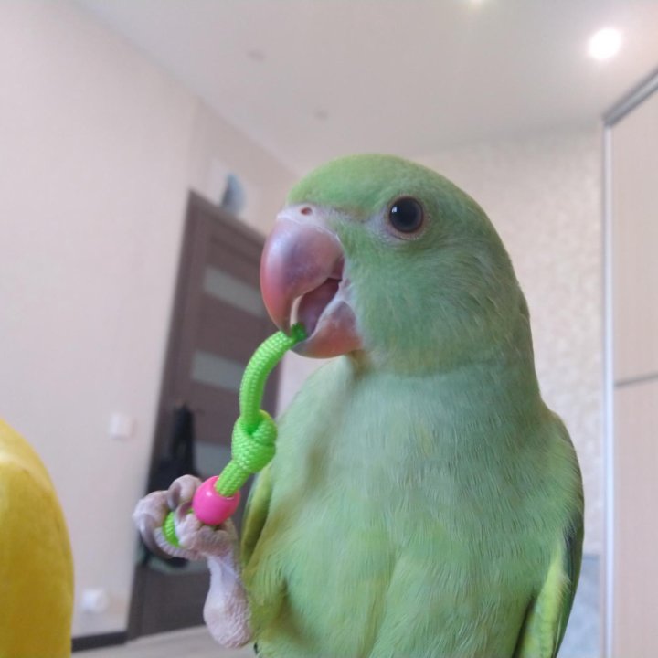 В продаже ожереловые попугаи