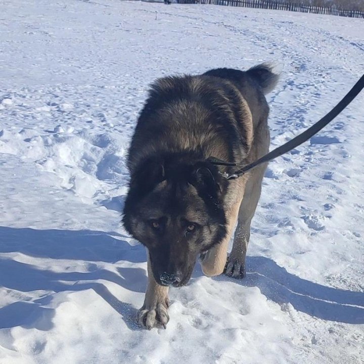 Маврик, метис САО, до 3 лет