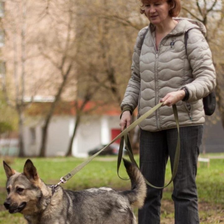 Собака бесплатно в добрые руки