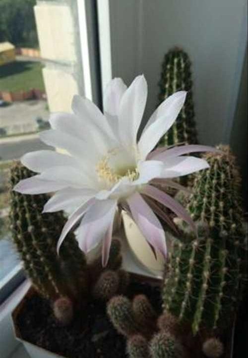 Кактус Эхинопсис (Echinopsis), белые цветы