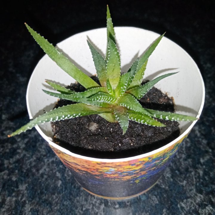 Хавортия полосатая (haworthia fasciata)