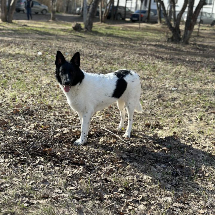 Собака в добрые руки