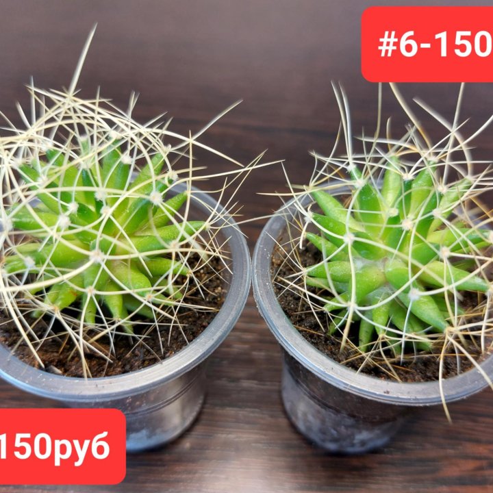 Кактус Mammillaria decipiens ssp camptotricha