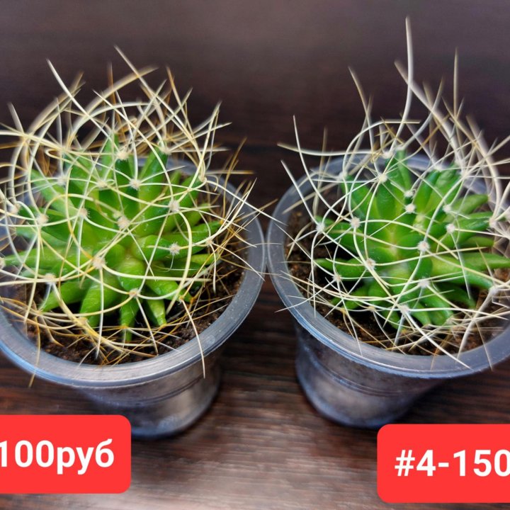 Кактус Mammillaria decipiens ssp camptotricha