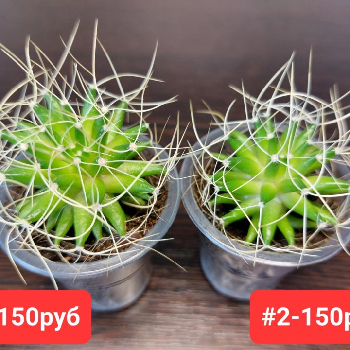 Кактус Mammillaria decipiens ssp camptotricha