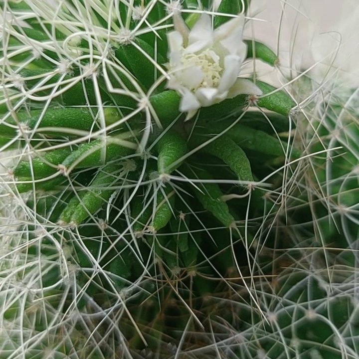 Кактус Mammillaria decipiens ssp camptotricha