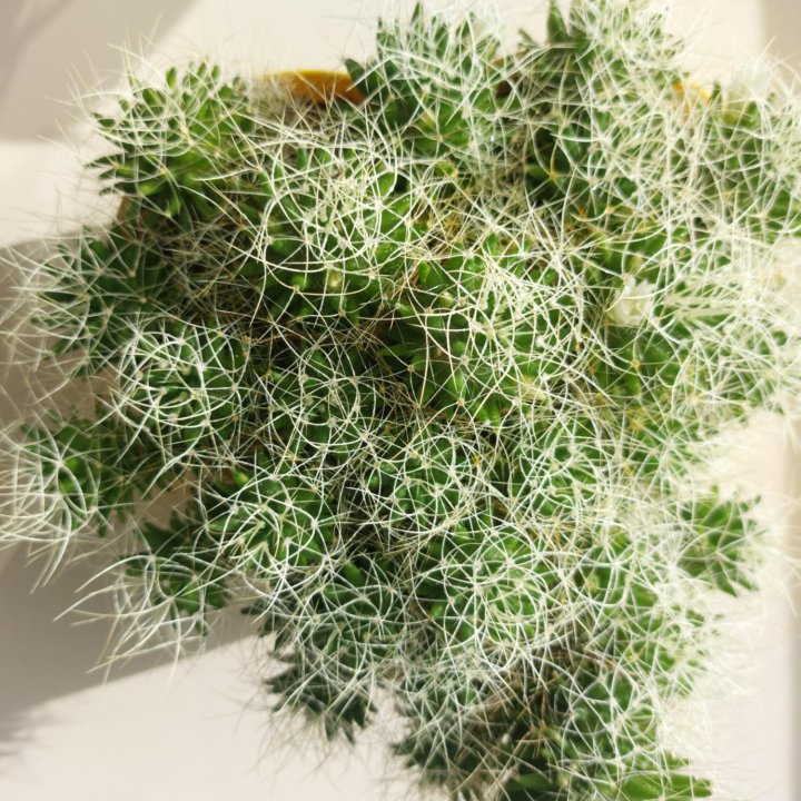 Кактус Mammillaria decipiens ssp camptotricha