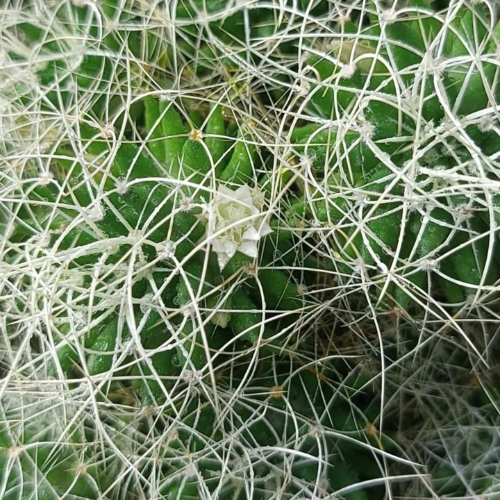 Кактус Mammillaria decipiens ssp camptotricha