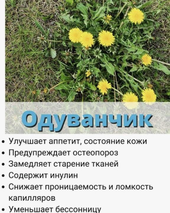 сок одуванчика