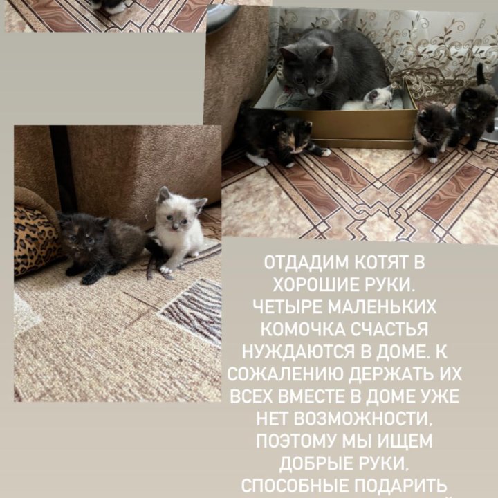 Отдам котят в добрые руки