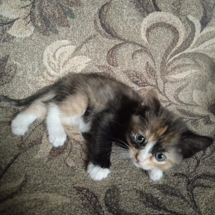 Кошка Рыжее Ушко