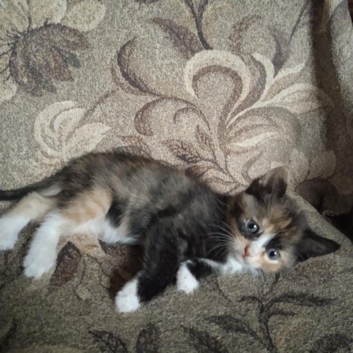 Кошка Рыжее Ушко