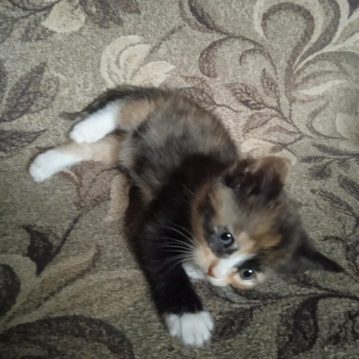 Кошка Рыжее Ушко