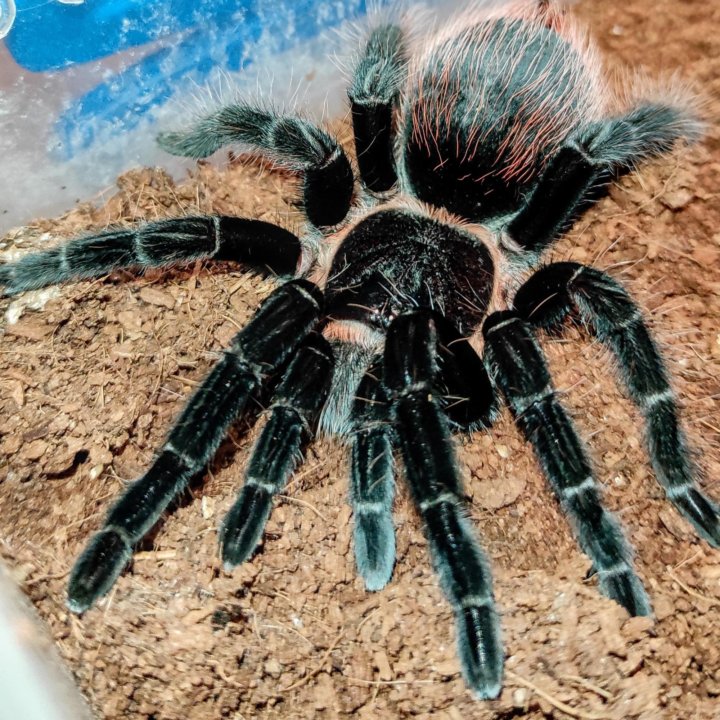 Паук-птицеед Brachypelma vagans