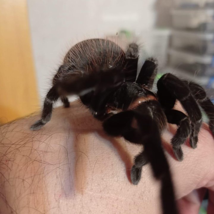 Паук-птицеед Brachypelma vagans