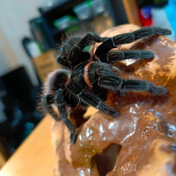 Паук-птицеед Brachypelma vagans