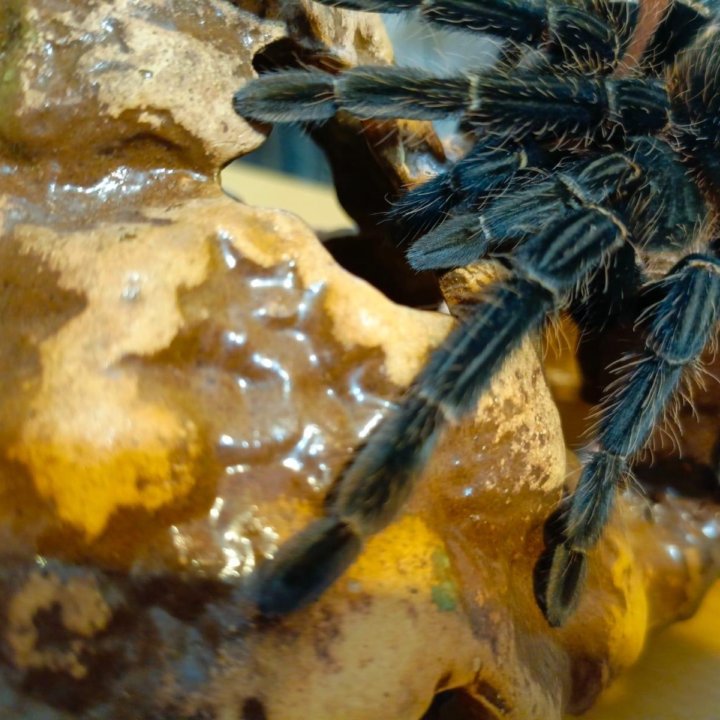 Паук-птицеед Brachypelma vagans