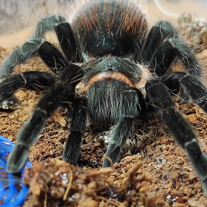 Паук-птицеед Brachypelma vagans