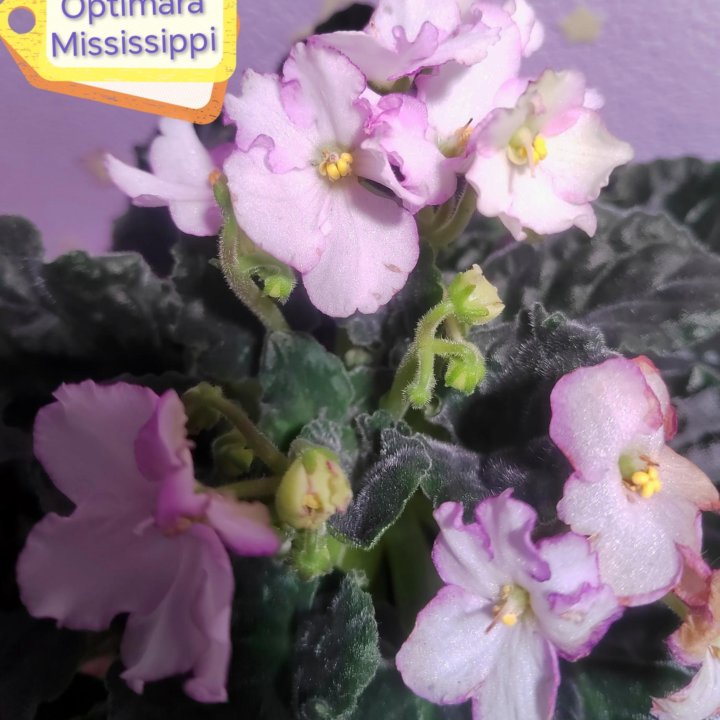 Укоренённые черенки Optimara Mississippi