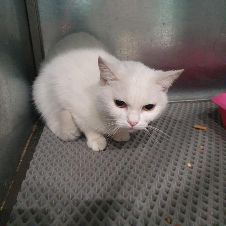 Отдам кошечку