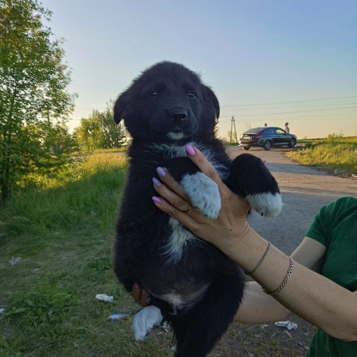 Щенки в добрые руки