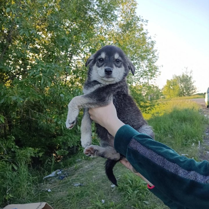 Щенки в добрые руки