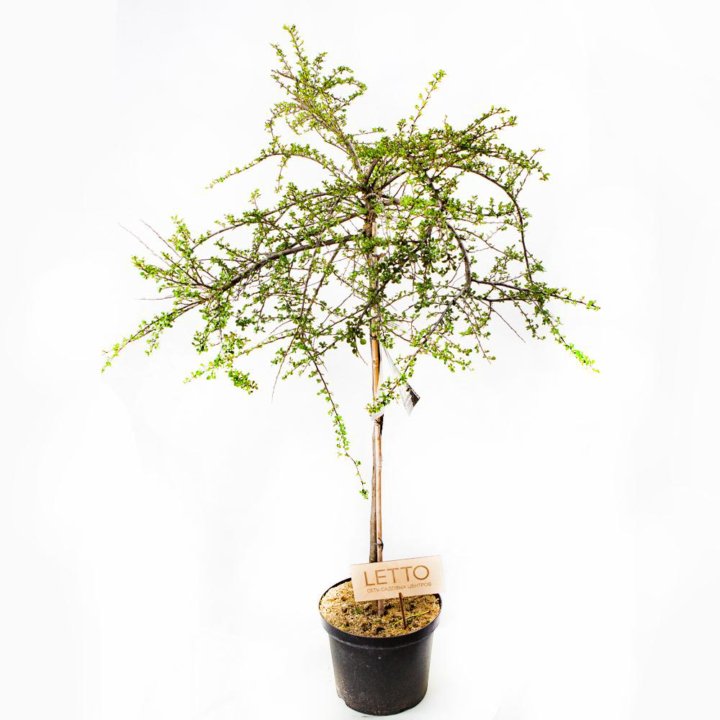 Кизильник остроконечный Блэкберн штамб 100см Cotoneaster apiculatus Blackburn 10л (Н)