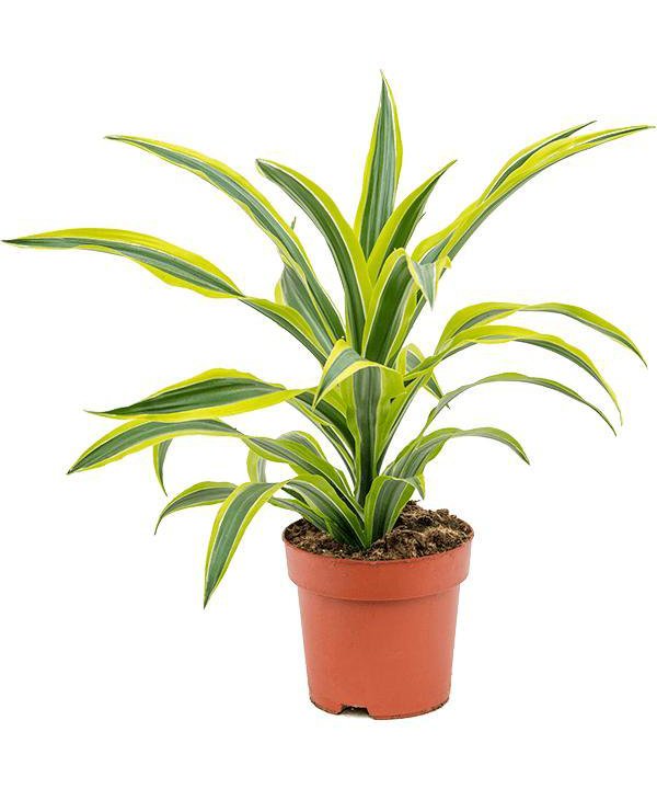 Драцена Лемон Сюрпрайз Dracaena Lemon Surprise 45-15 80/19