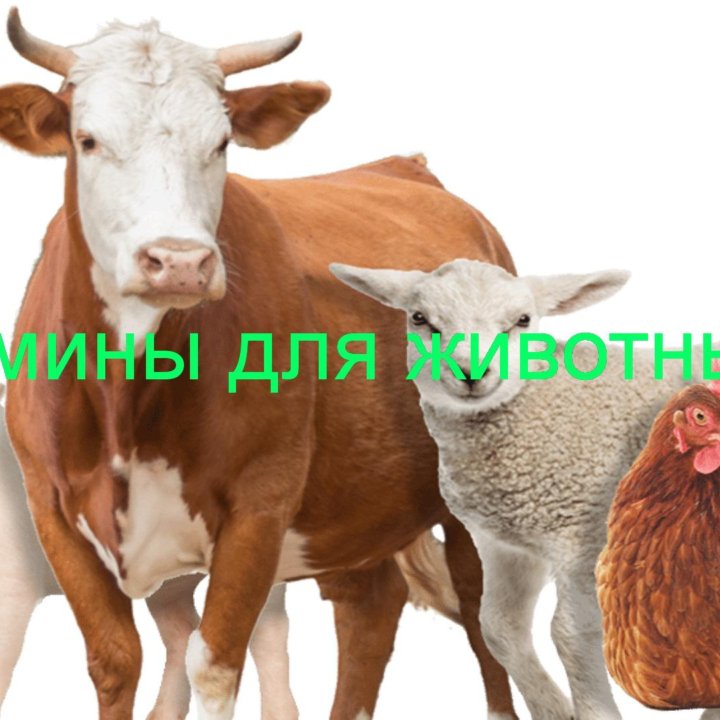 Жмых, мясокостная и рыбная мука.